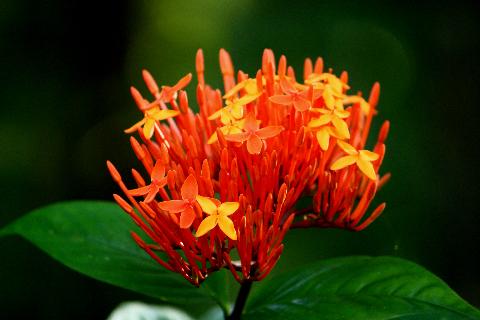 Goa Flowers - Download Goa Photos